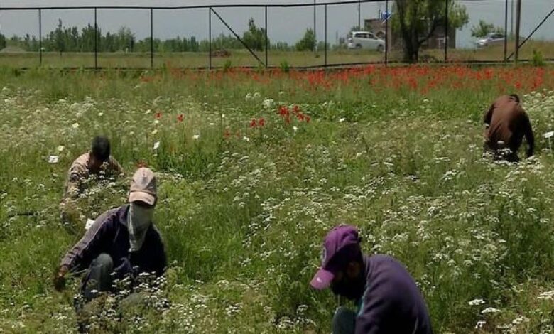 जीरा की खेती: कम लागत, ₹2 लाख तक कमाई! 1 Cumin Farming 164472601716x9