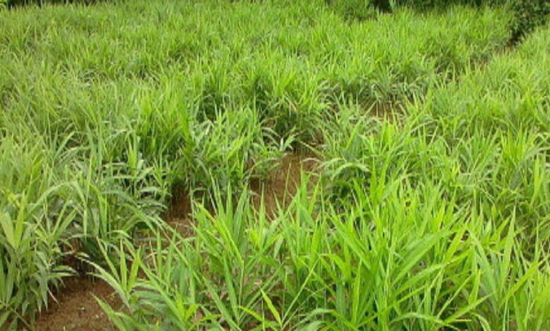 ₹7 लाख में अदरक का बिजनेस, ₹15 लाख मुनाफा! 1 Ginger Farming 163038437816x9