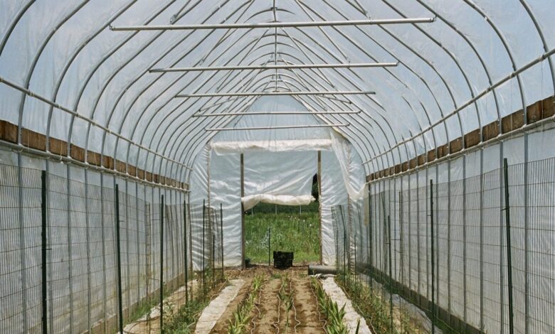 Ginger Farming 163160172116x9