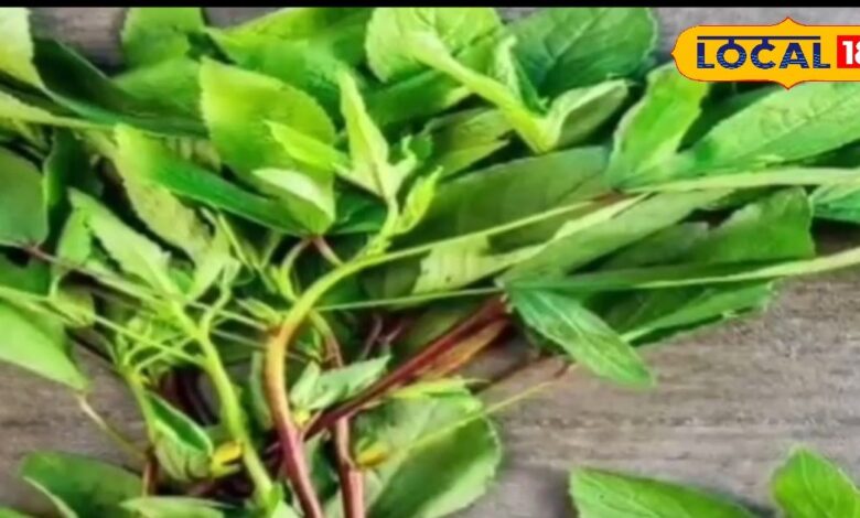 निमाड़ की आमाड़ी भाजी: बरसात का खास स्वाद 1 HYP 5313176 cropped 16072025 155853 screenshot 202507161558442 1 16x9