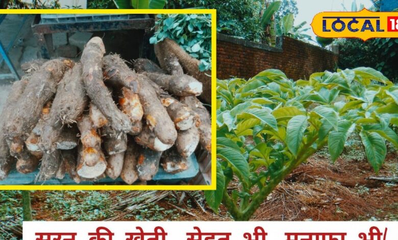 सूरन की खेती: कम लागत में ज़्यादा मुनाफा! 1 HYP 5313355 cropped 16072025 170910 inshot 20250716 170514612 1 16x9