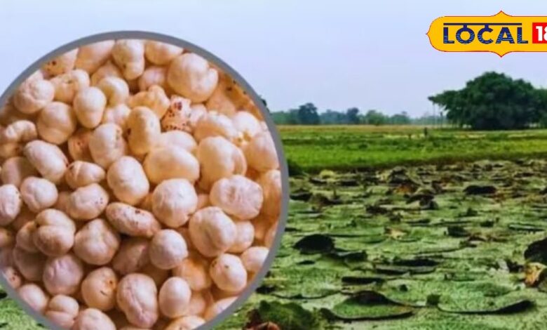 मखाना की खेती: MP में बिहार को टक्कर, सब्सिडी! 1 HYP 5313889 cropped 16072025 205135 img20250716wa0044 watermar 2 16x9