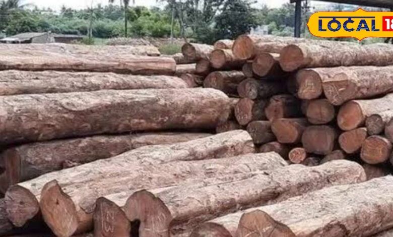 बर्मा सागवान: खेती से बनाएं पुश्तैनी संपत्ति 1 HYP 5315655 cropped 17072025 155454 screenshot 202507171554467 2 16x9