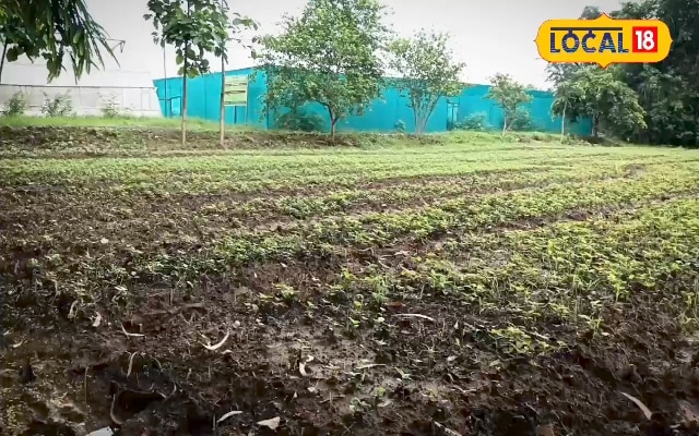 सागौन की खेती: अब आसान, तेज़ विकास, बेहतर कमाई 1 HYP 5316718 1752778807286 2
