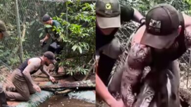 green anaconda man pulls out giant snake swamp encounter snake rescue and rehabilitation 2025 07 bf5