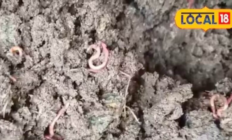केंचुआ खाद: कम लागत में बंपर फसल का राज! 1 organic vermicompost 2025 07 f1a0f3d3f608b6c2016bc64f417125f6 16x9