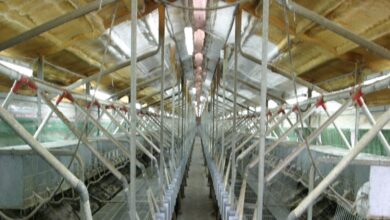 rabbit farming 163125770016x9
