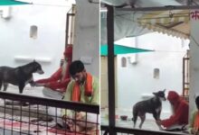 sadhu pressing feet of dog 2025 07 9392d06db3f16e5e8d3c27b97d30db5f 16x9