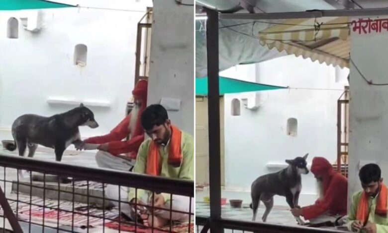 साधु और कुत्ते की सेवा: वायरल वीडियो! 1 sadhu pressing feet of dog 2025 07 9392d06db3f16e5e8d3c27b97d30db5f 16x9