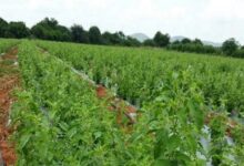 tulsi farming 163049026616x9