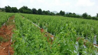tulsi farming 163049026616x9