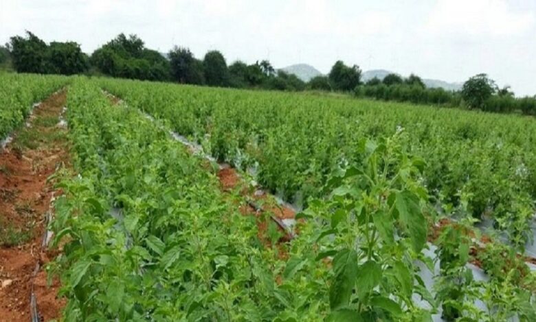 15 हजार में शुरू करें तुलसी की खेती, कमाएं 3 लाख! 1 tulsi farming 163049026616x9
